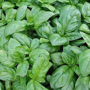 Foto van de desbetreffende plant